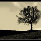 solitary tree