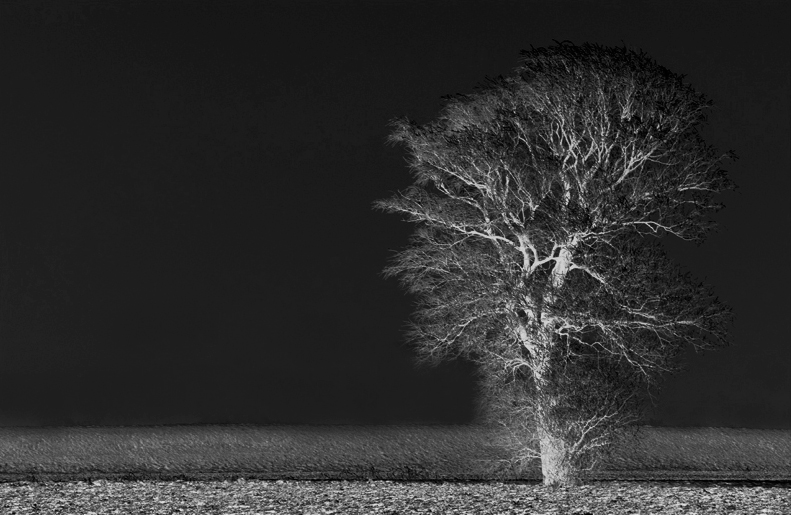 solitary tree