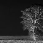 solitary tree