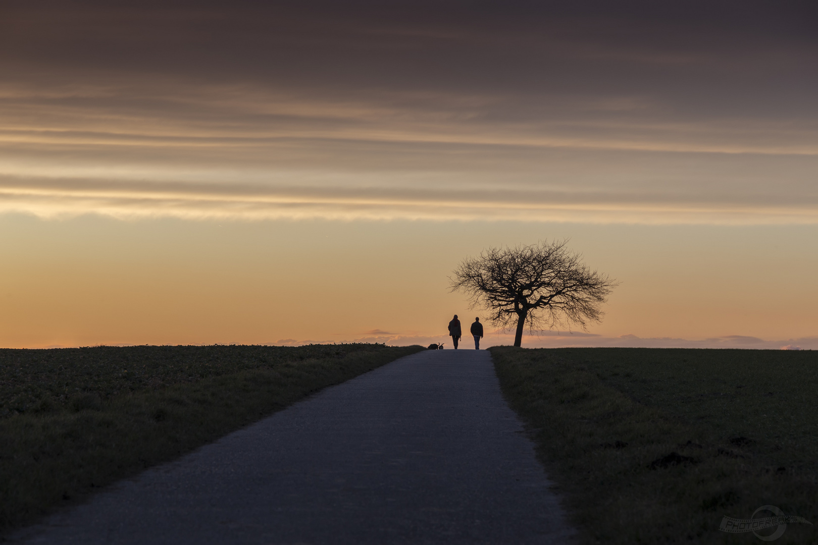 Solitary Tree