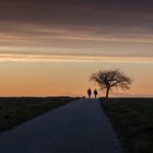 Solitary Tree