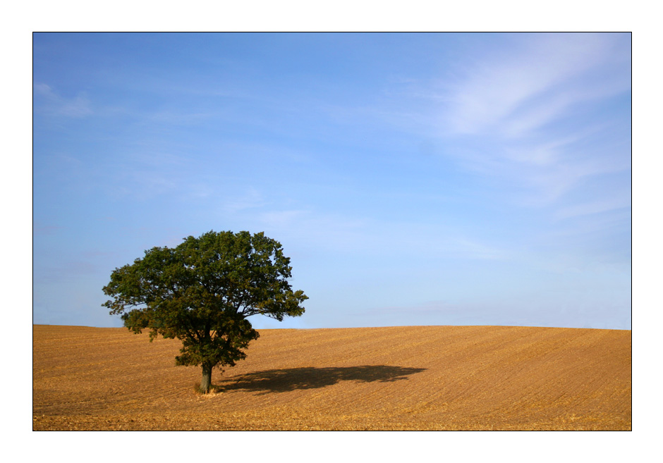 solitary tree...