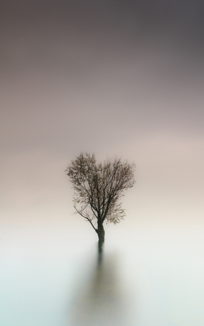 solitary tree