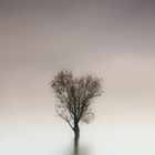 solitary tree