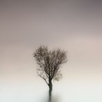 solitary tree