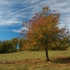 Solitary tree I