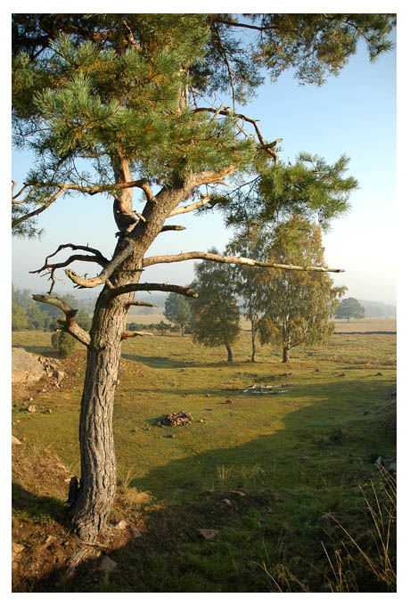 Solitary tree II