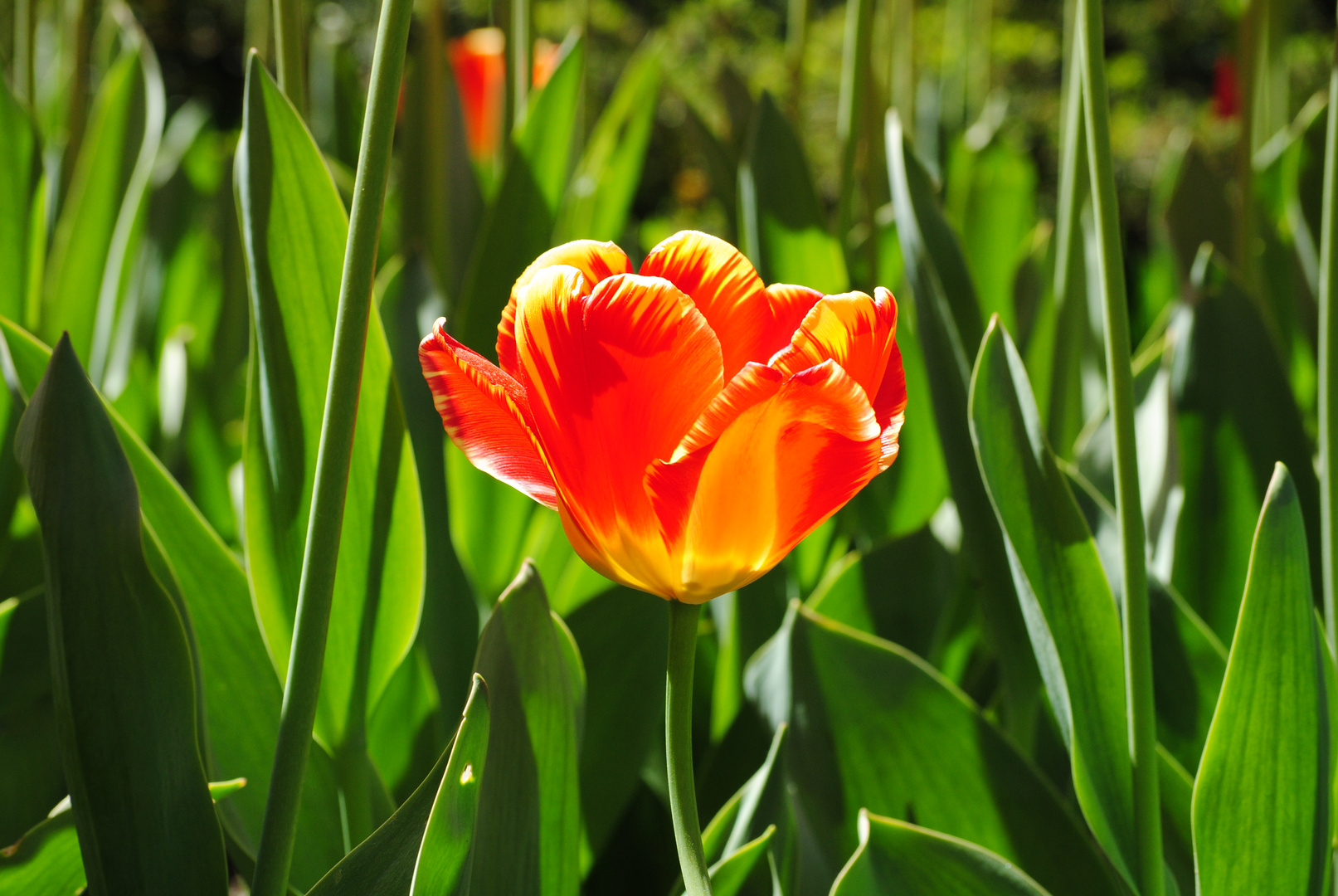 Solitary Tulip