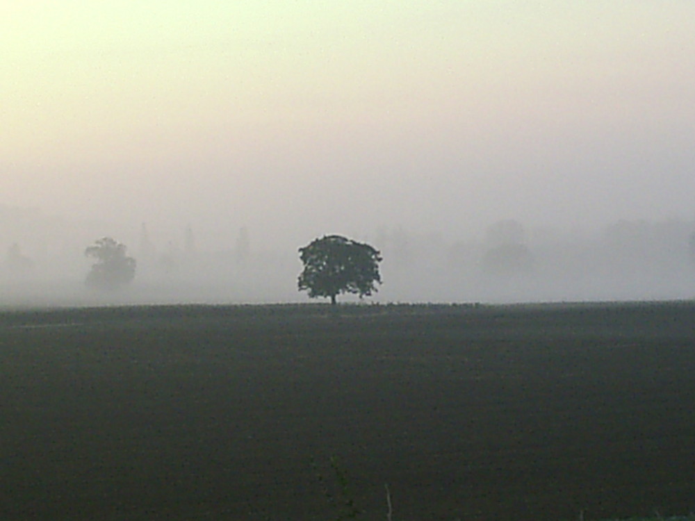 Solitude dans un champ de brume