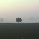 Solitude dans un champ de brume