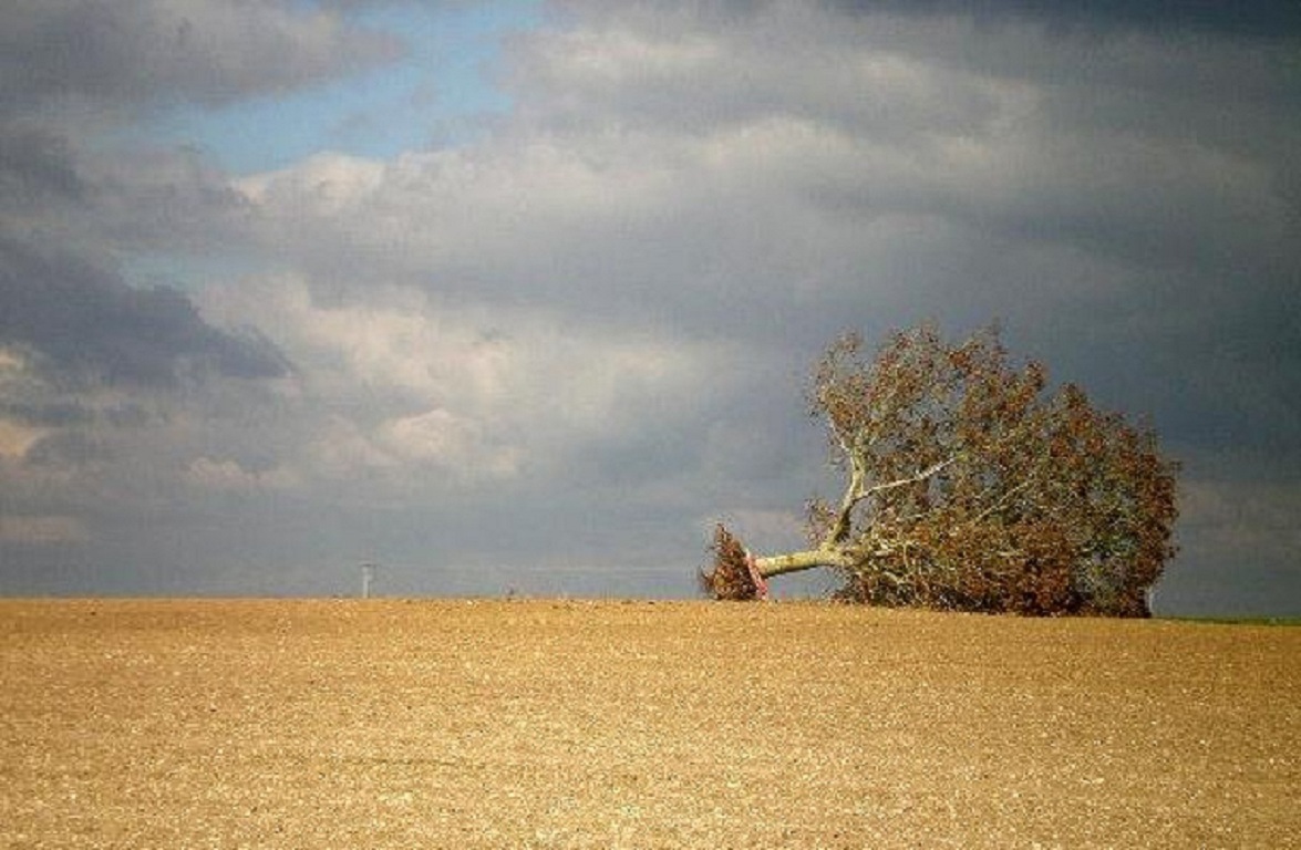 solitude de l'arbre