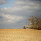 solitude de l'arbre