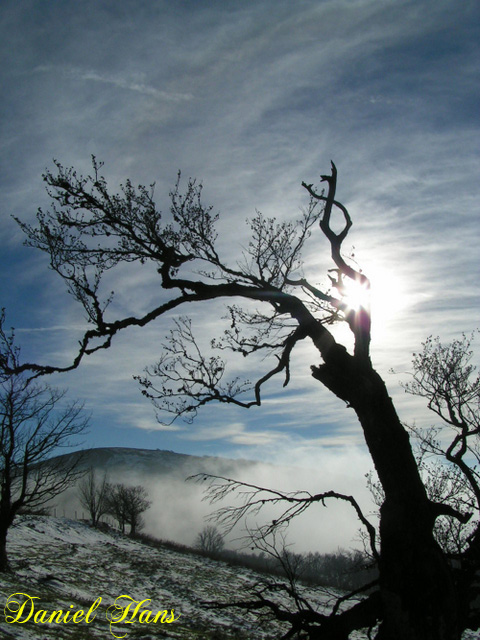 solitude de l'arbre sur les monts