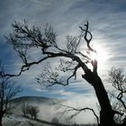 solitude de l'arbre sur les monts