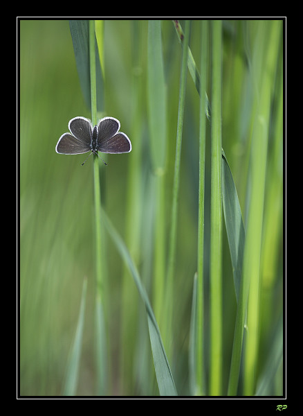 Solitude du printemps ...