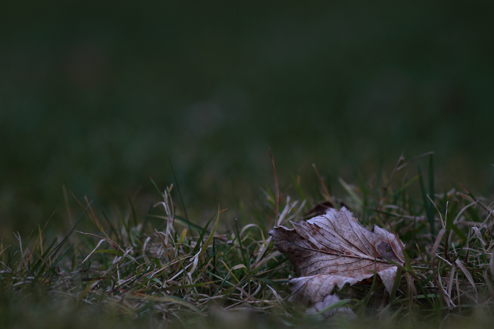 solitude d'une feuille morte