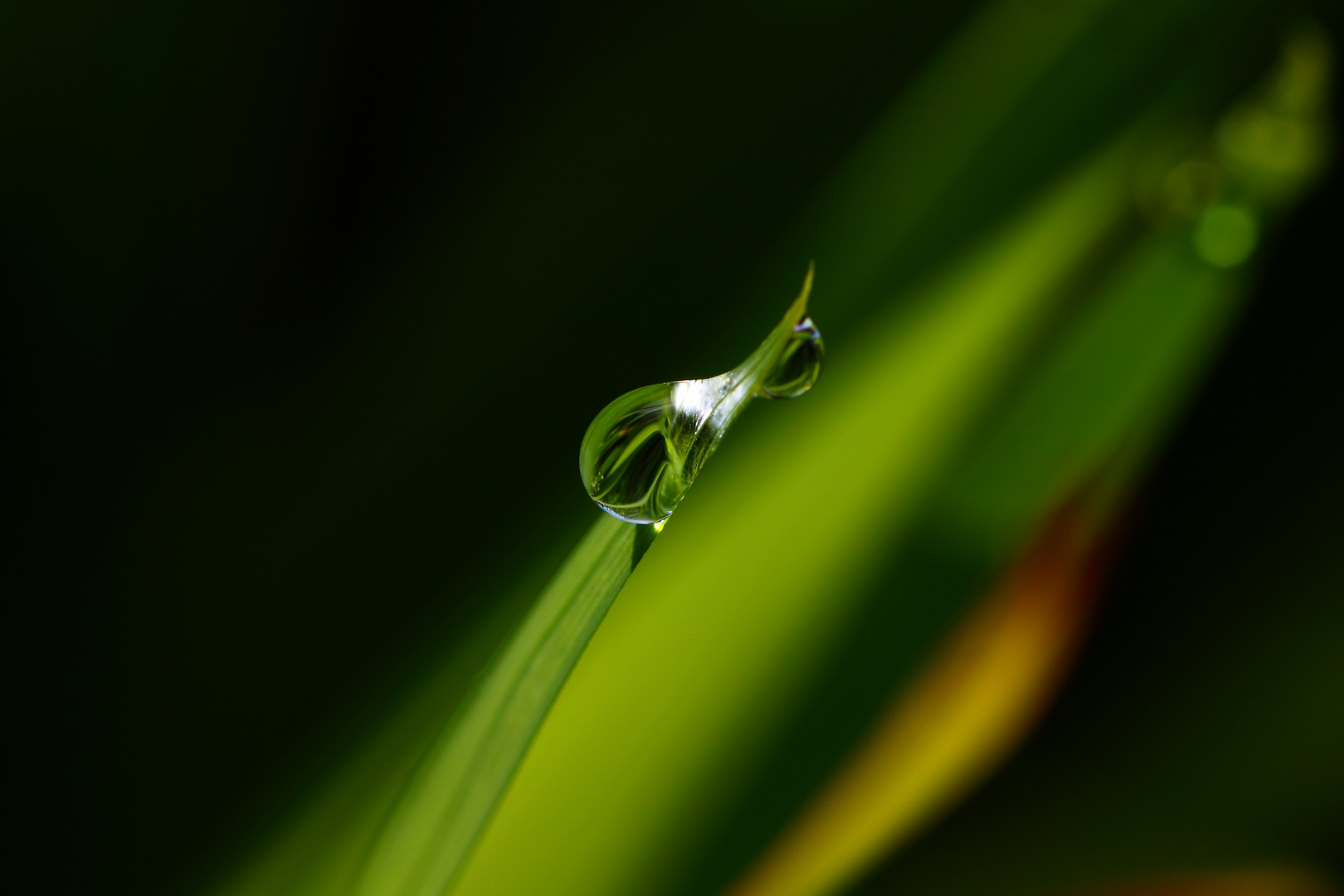 solitude d'une perle de rosée