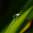 solitude d'une perle de rosée