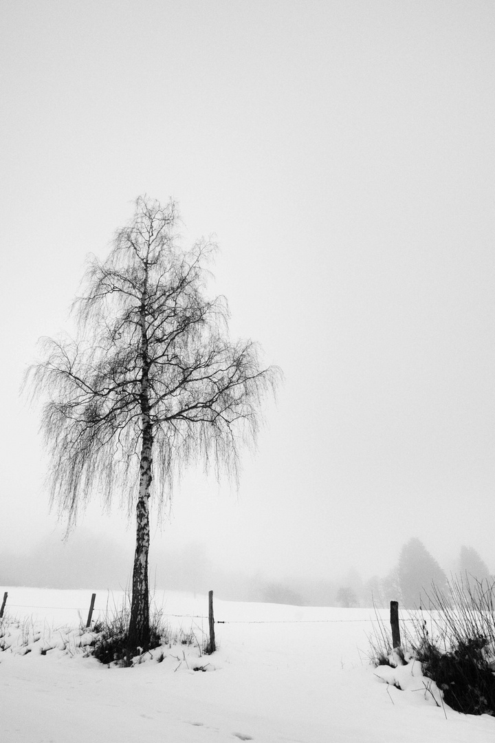 Solitude hivernale