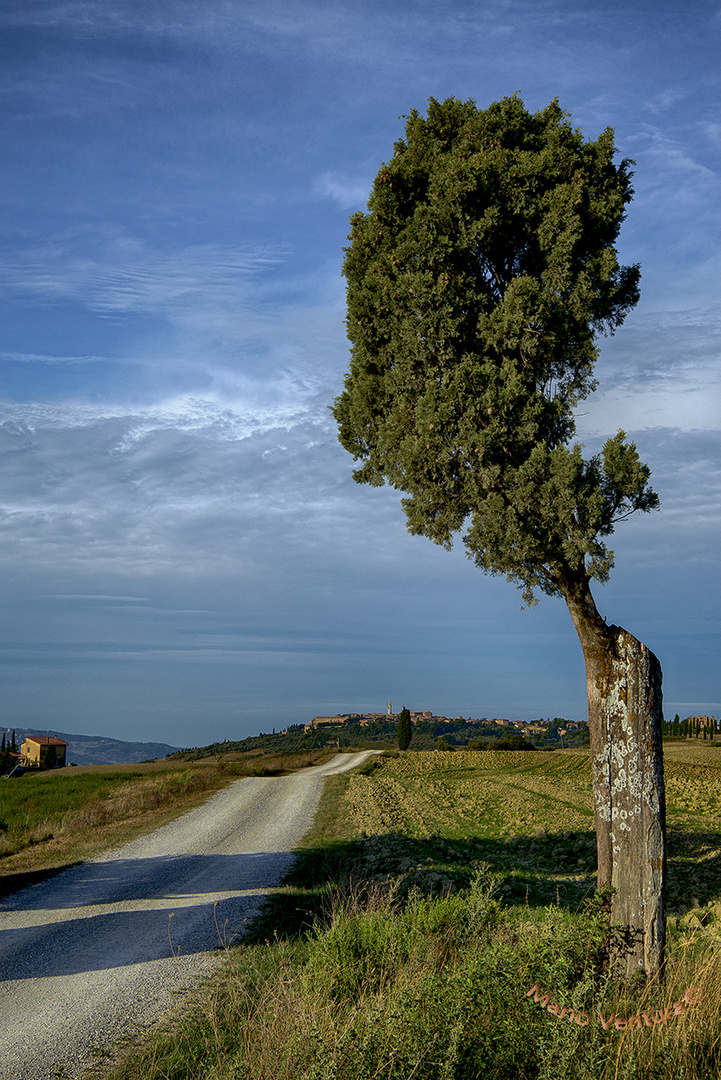 Solitudine di un vecchio cipresso