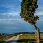 Solitudine di un vecchio cipresso