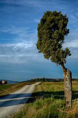 Solitudine di un vecchio cipresso