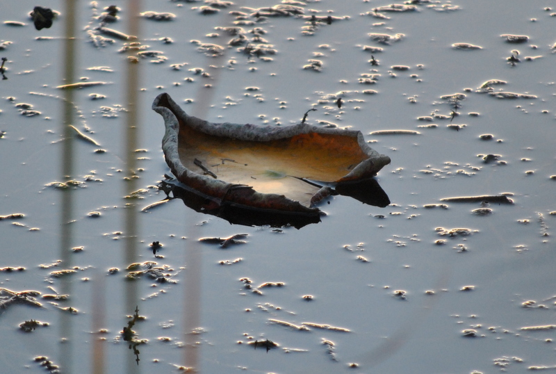 solitudine in acqua