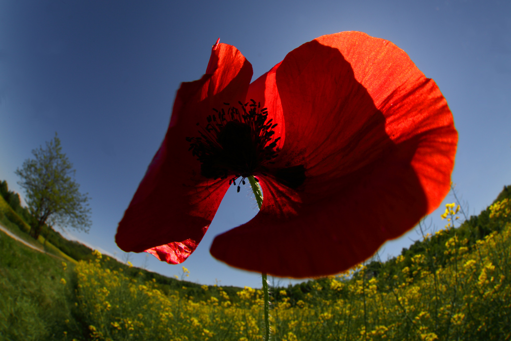 solitudine in rosso