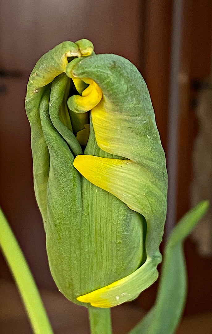 Soll aus dieser "Verwurschtelung" eine Tulpe entstehen?