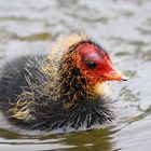 Soll behütet wachsen dürfen!