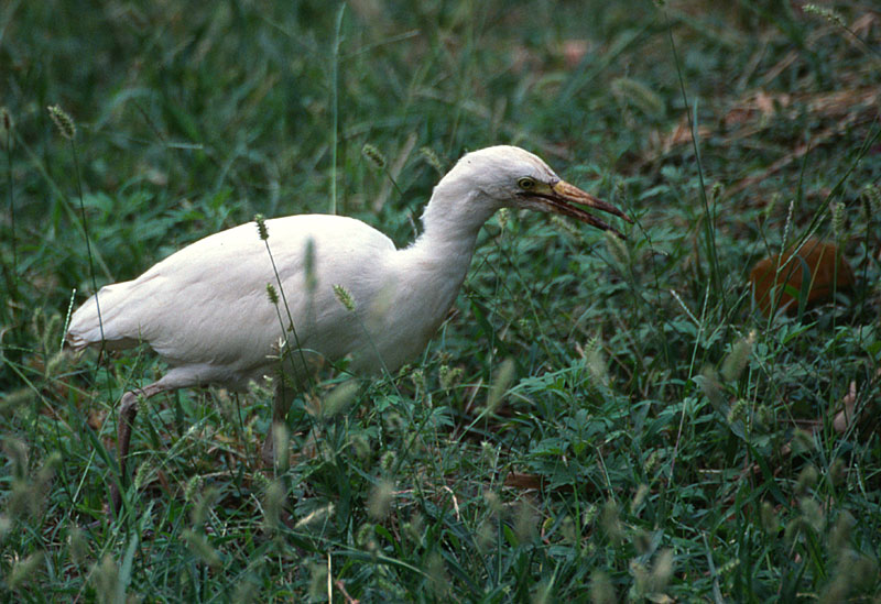 Soll eine Art Ibis sein.