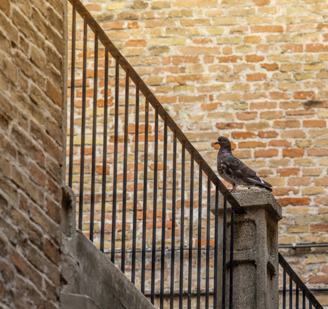 "soll ich fliegen, oder nehm' ich gleich die Treppe?"