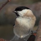 Soll ich flüchten oder zum Futterkorb fliegen?