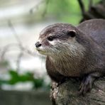 Soll ich noch ´ne Runde schwimmen gehen