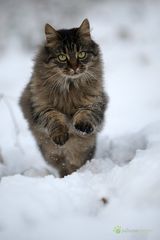 Soll Schnee geben am Wochenende