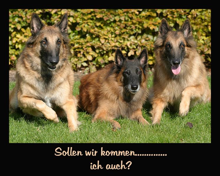 SOLLEN WIR KOMMEN...........