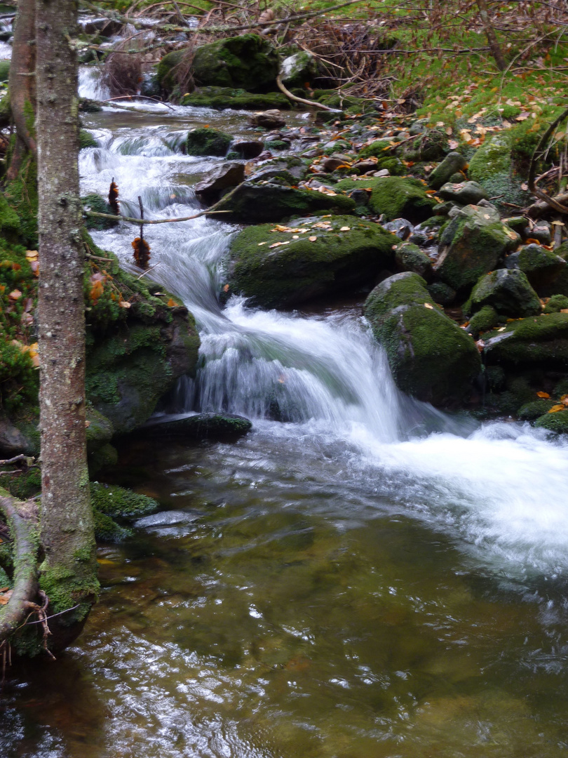 Sollerbach im Herbst