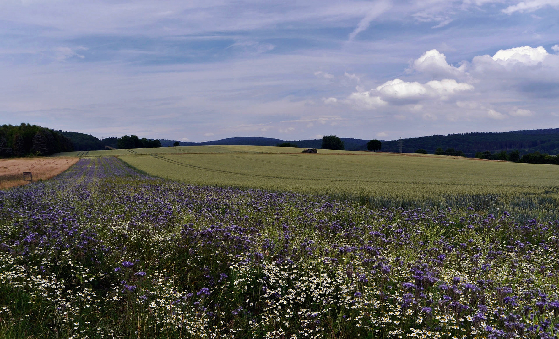 Solling - Felder - Wiesen 