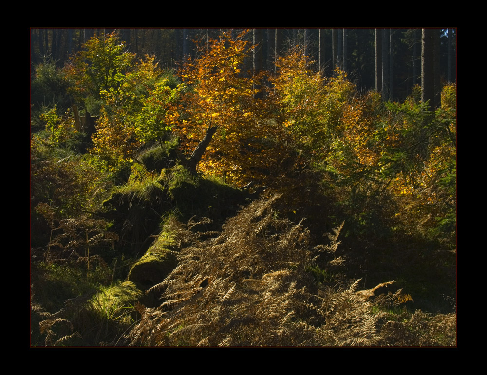 Solling-Wald- Herbst-Komposition - oder: "Werden und Vergehen..."