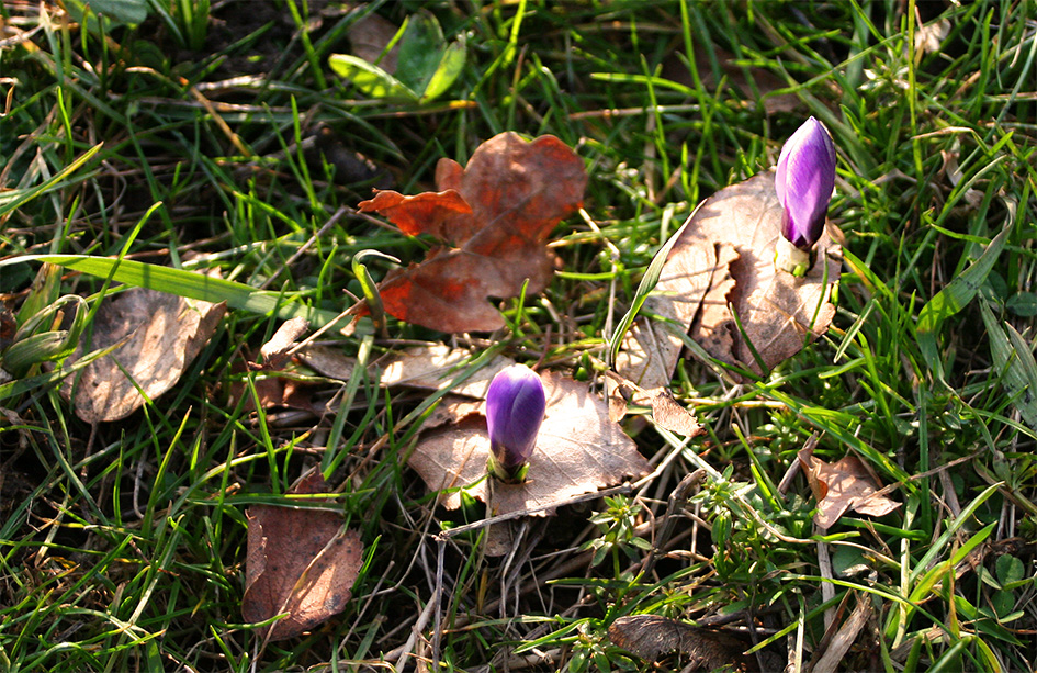 ...sollt es denn schon Frühling werden...