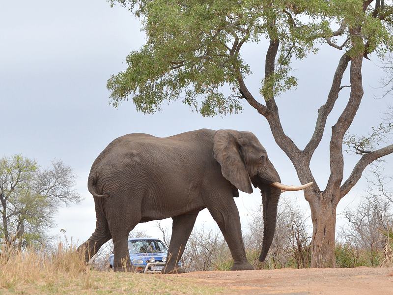 Sollte man ein kleines Auto im Kruger National Park mieten?