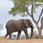 Sollte man ein kleines Auto im Kruger National Park mieten?