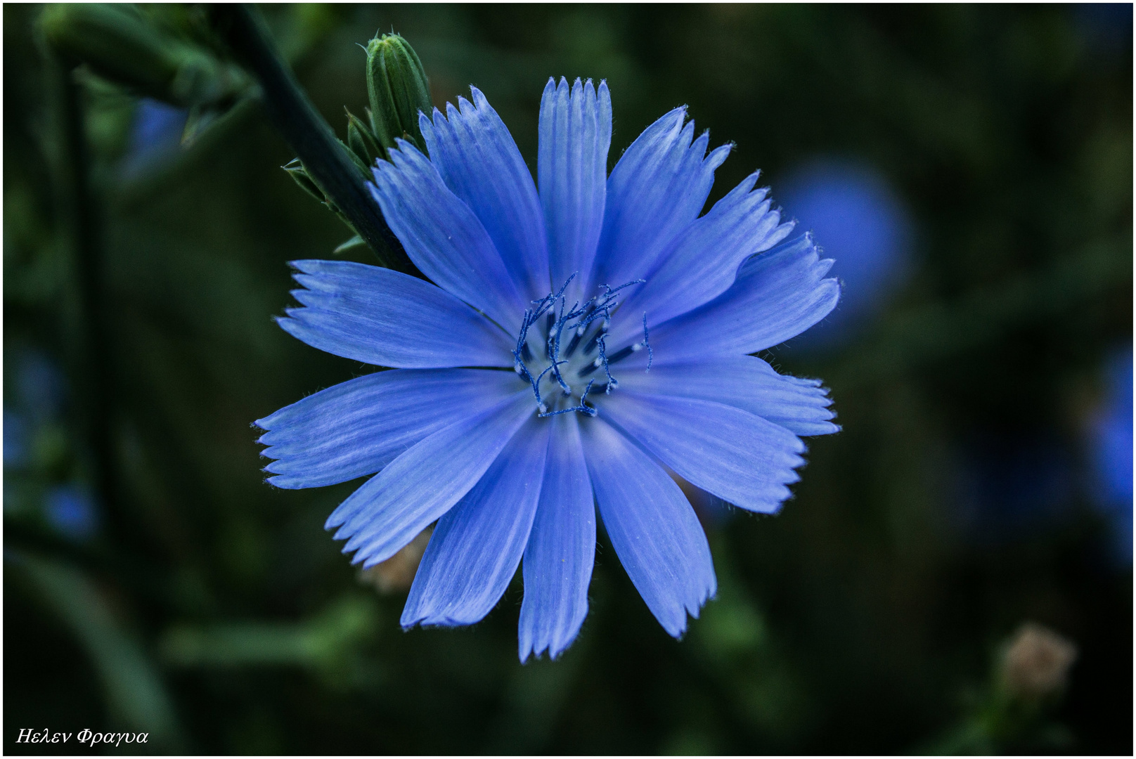 SOLO AZUL