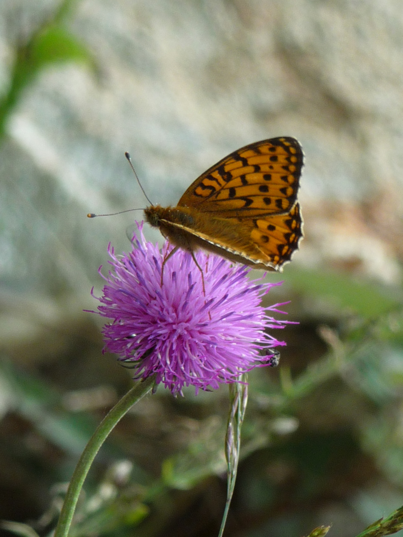 solo chi lo merita può disporre della natura......