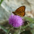 solo chi lo merita può disporre della natura......