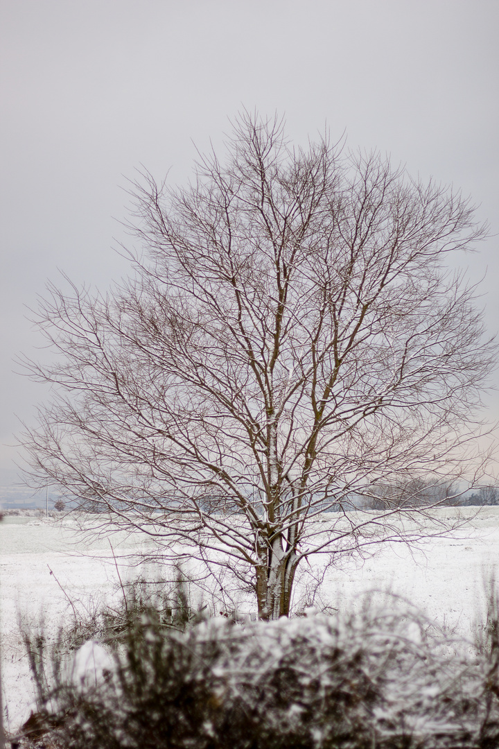 Solo entre la nieve