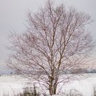 Solo entre la nieve