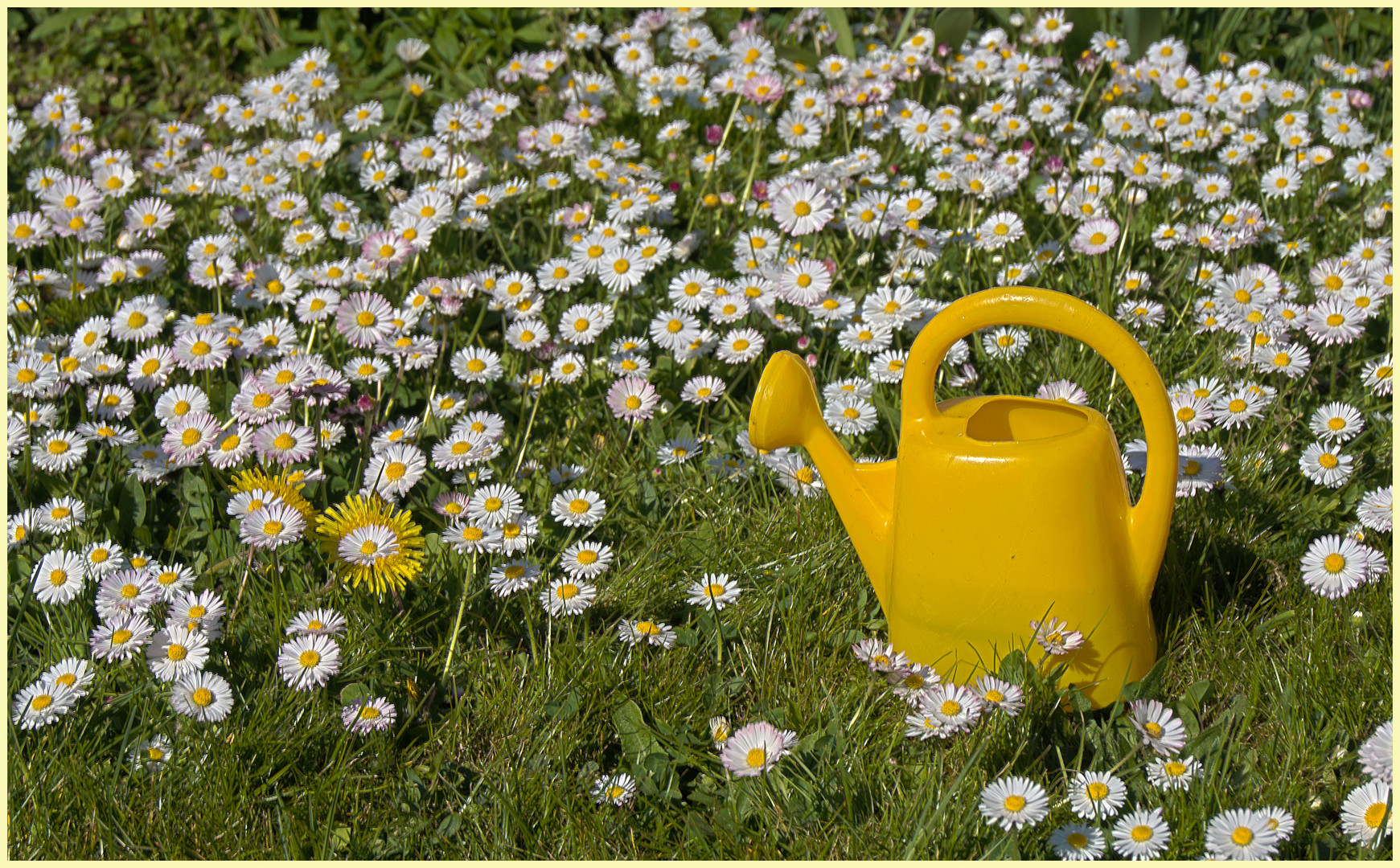 Solo für die Kleinste oder, meine Blümchen haben durst...