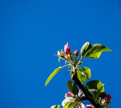 Solo für eine Apfelblüte 