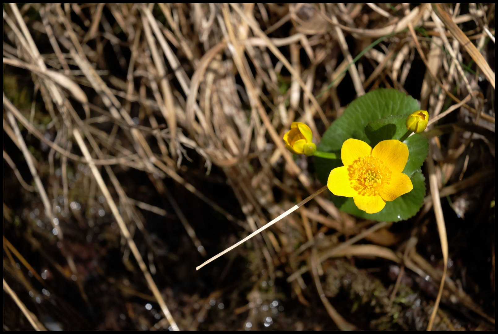 ..Solo für eine Dotterblume..